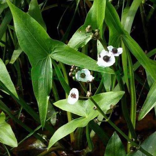 水生植物养殖全指南 便捷养殖、种苗获取与最低报价攻略