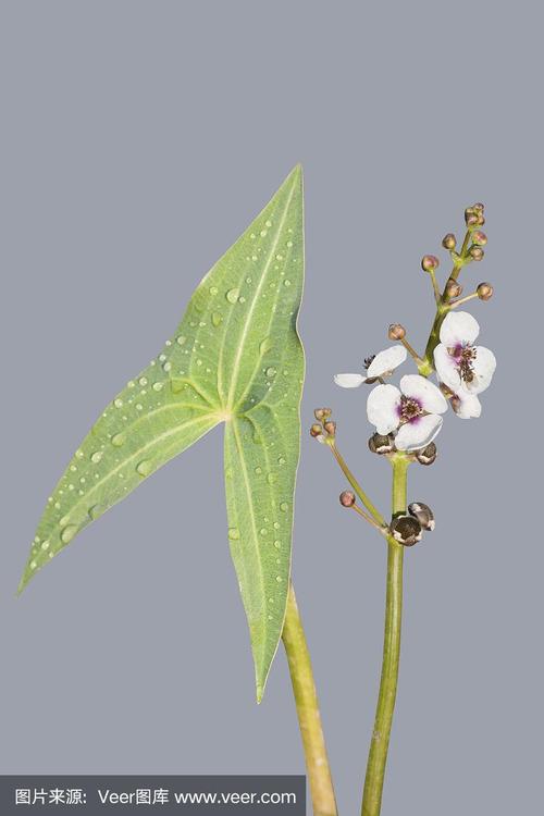 冰冷之美 液氮淬炼下的花叶与水生态