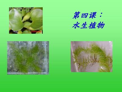 教科版科学三上《水生植物》PPT课件设计