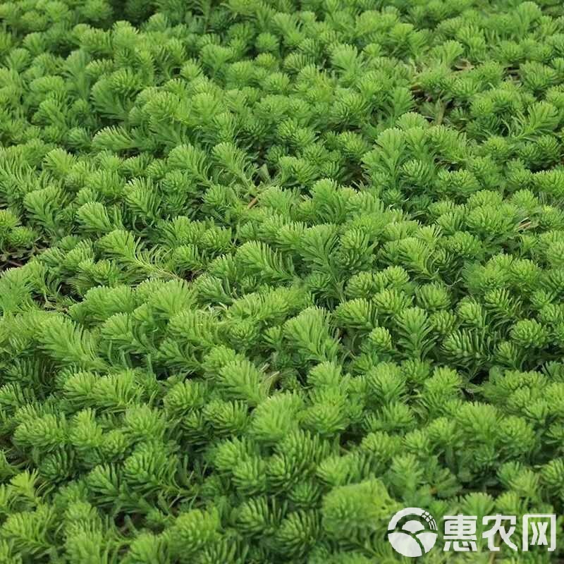 粉绿真狐尾藻 水底水面皆风景，净化水质与绿化城市的生态尖兵