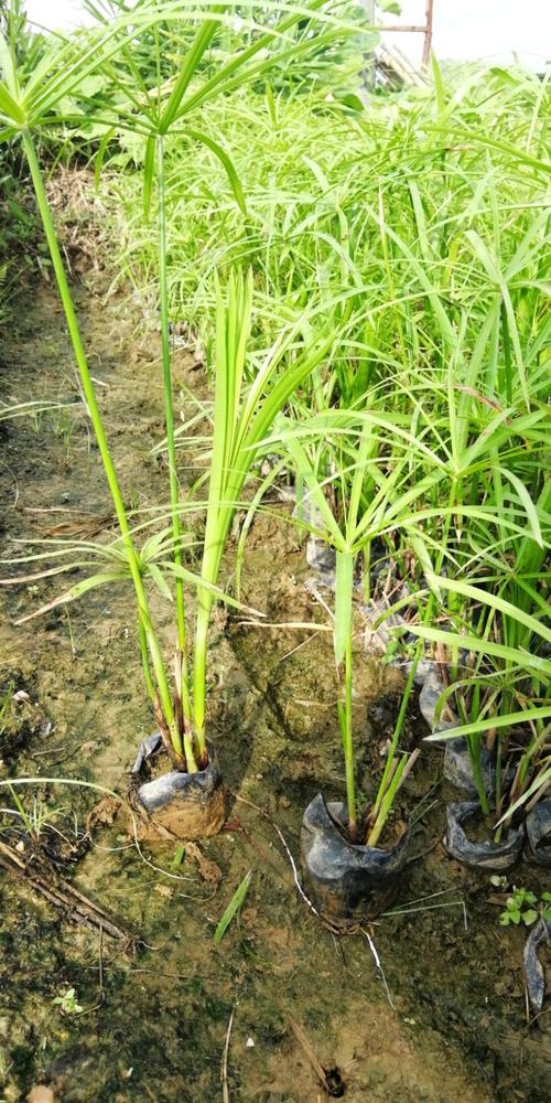 阳光·水生植物·水生植物 在家也能打造的微小水景