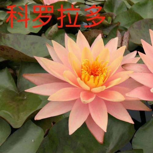 青州水生植物批发指南 观赏水生花卉、睡莲根块价格与选购要点解析