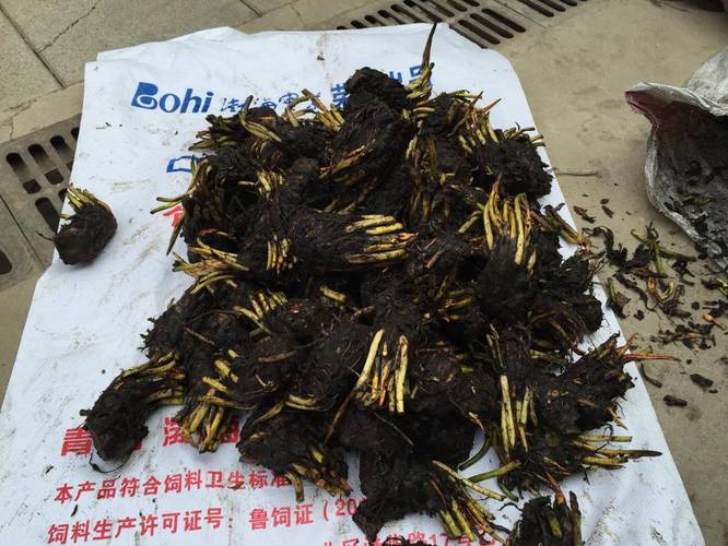 厦门水生植物花卉种苗供应与价格指南