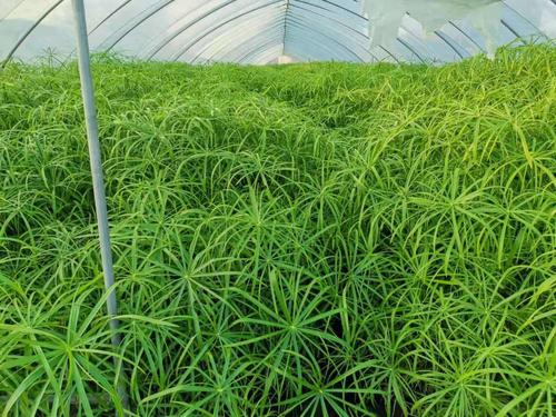 旱伞草 佳颖水生植物基地自产自销，批发价格优惠