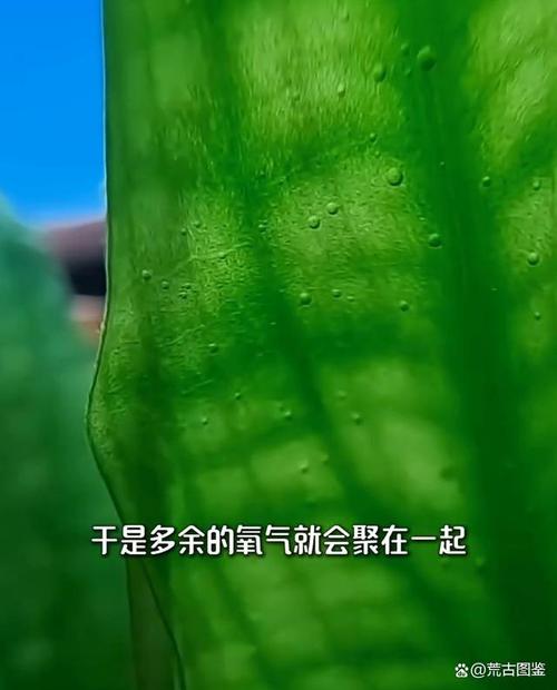 你见过植物
