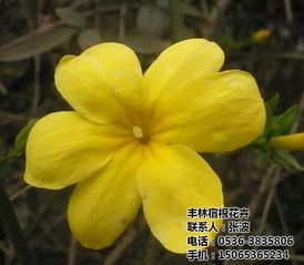 山东青州丰林迎春 迎春 北京迎春花卉